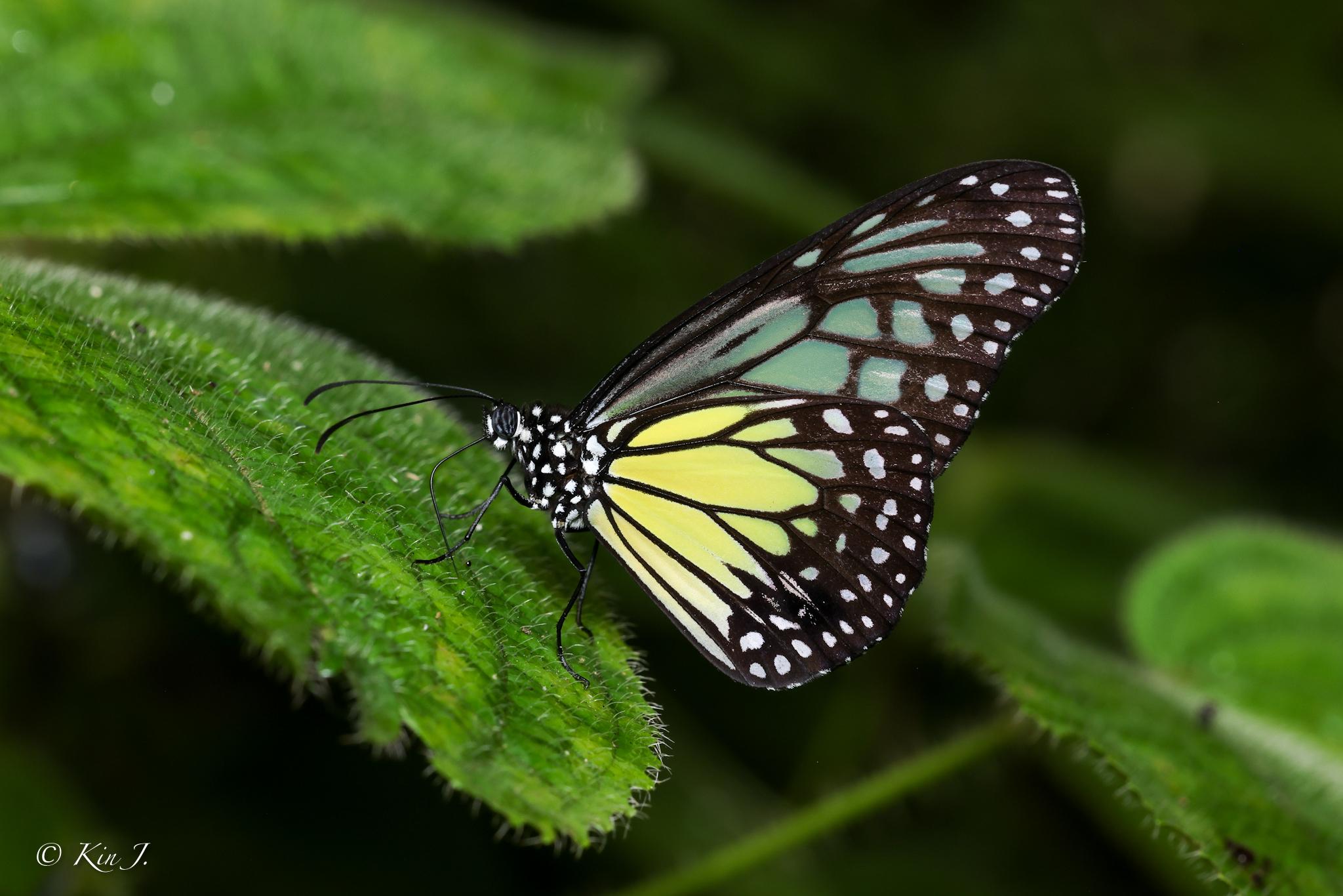 Parantica aspasia aspasia : Yellow Glassy Tiger / ผีเสื้อลายเสือเหลือง