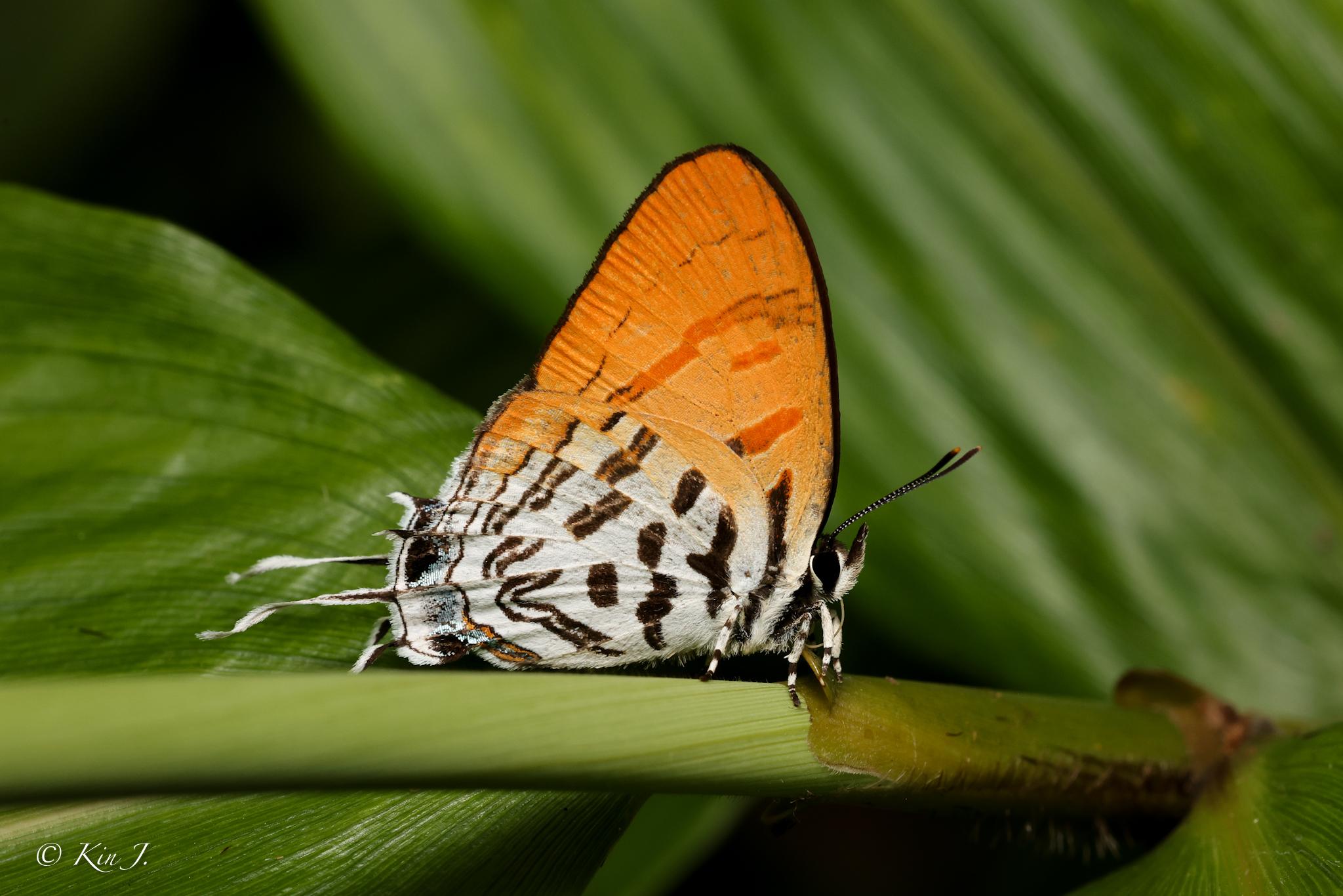 Drupadia ravindra boisduvalii : Common Posy / ผีเสื้อแต้มแสดธรรมดา