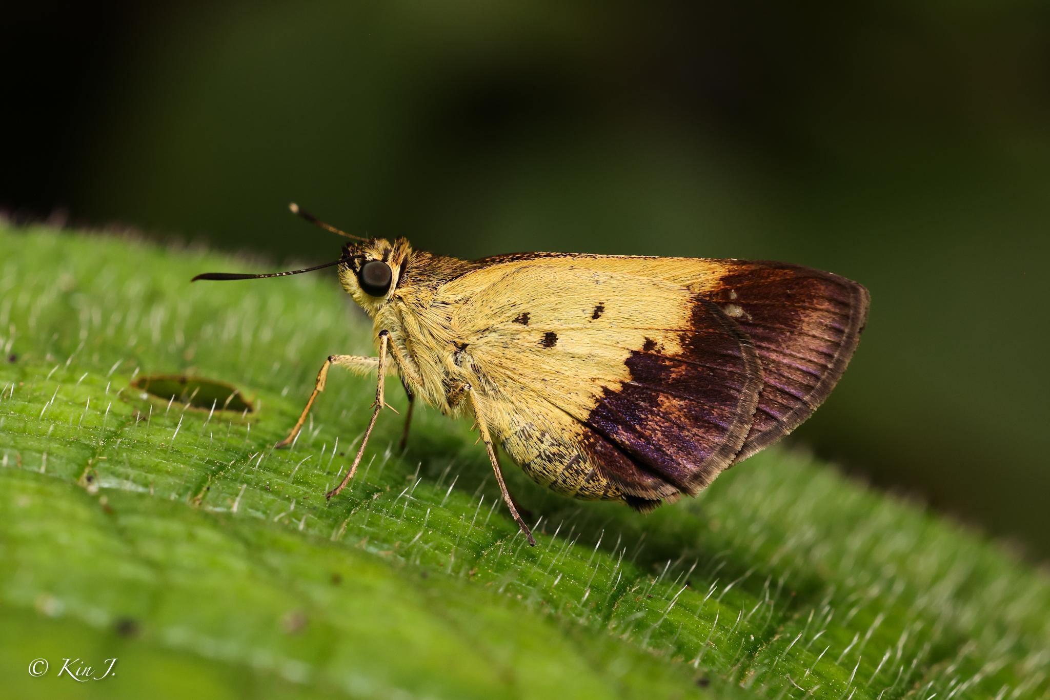 Zographetus satwa : Purple and Gold Flitter / ผีเสื้อม่วงทองธรรมดา