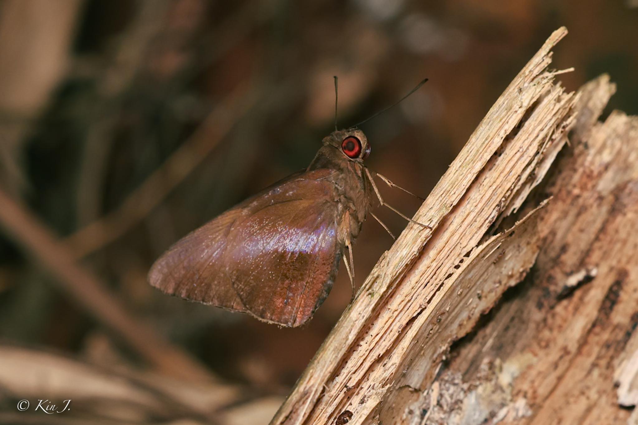 Gangara lebadea lebadea : Banded Redeye / ผีเสื้อตาแดงคาดขาว