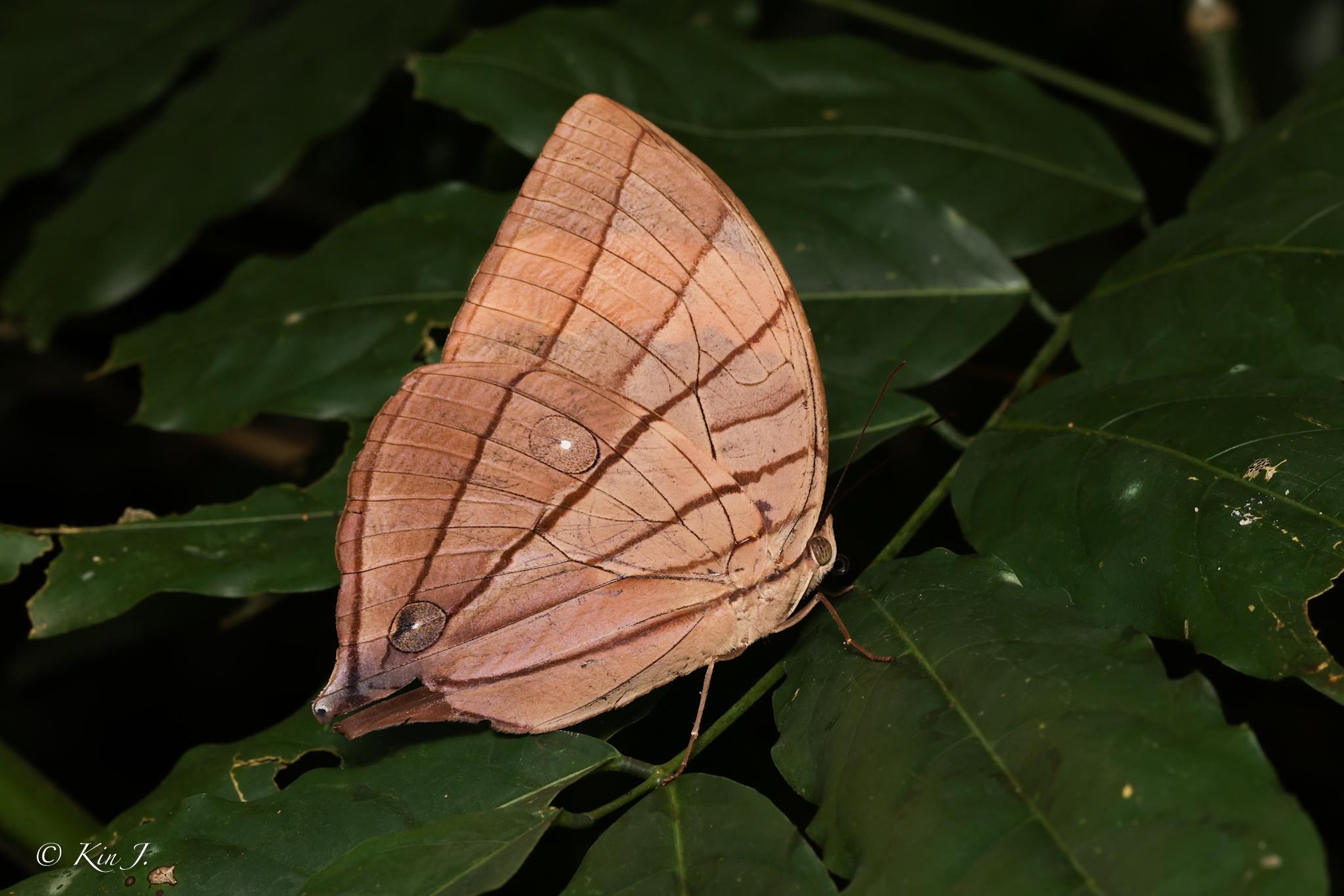 Amathuxidia amythaon dilucida : Koh-I-Noor / ผีเสื้อโคอินัวร์