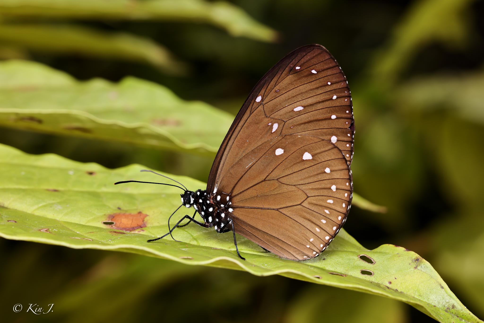 Euploea tulliolus ledereri : Dwarf Crow / ผีเสื้อจรกาแคระ