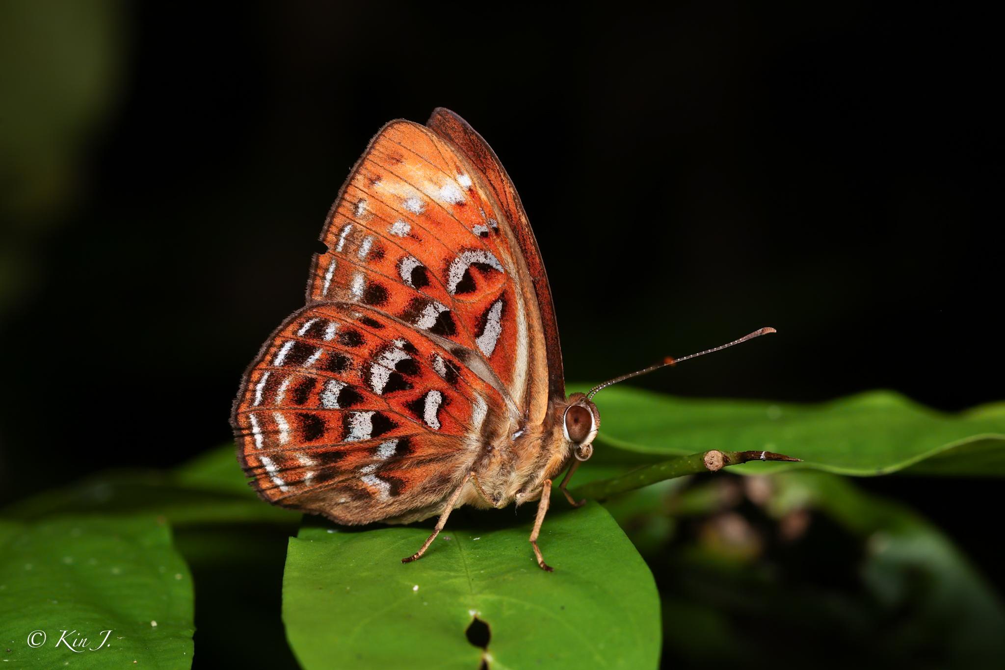 Taxila haquinus haquinus : Larger Harlequin / ผีเสื้อใต้ปีกพราวใหญ่