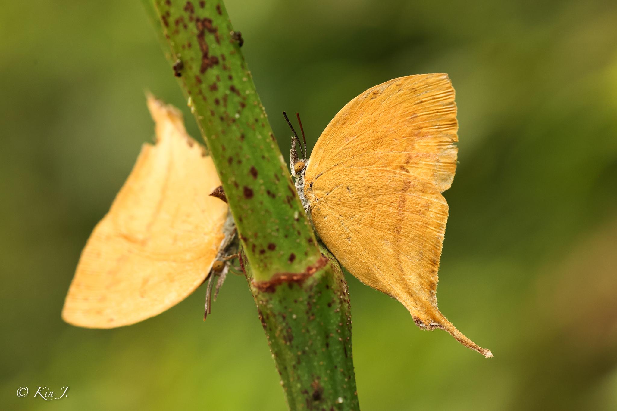 Loxura atymnus fuconius : Common Yamfly / ผีเสื้อแสดหางยาว