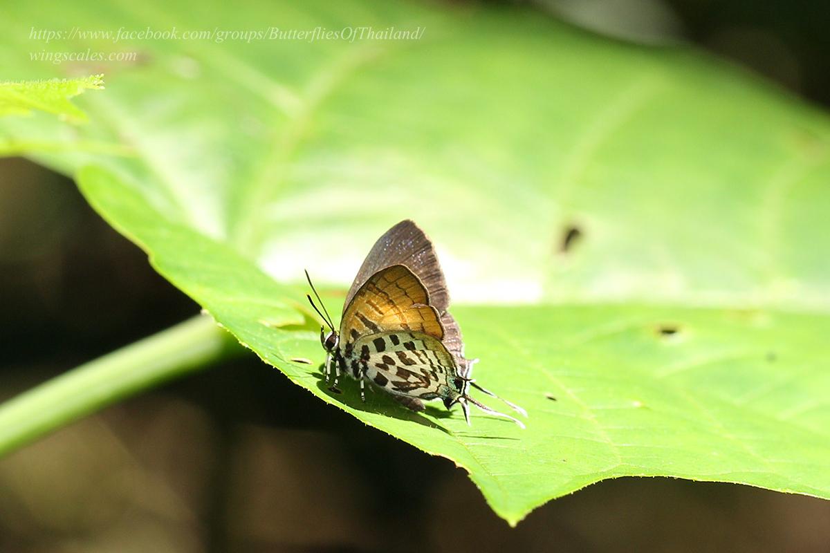 Drupadia niasica scudderii : Intermediate Posy / ผีเสื้อแต้มแสดกลาง