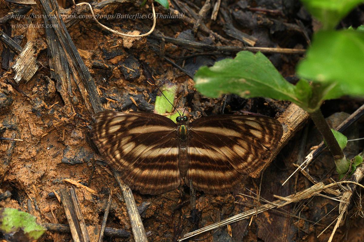 Lasippa monata monata : Tiger Lascar / ผีเสื้อกะลาสีแดงลายเสือ