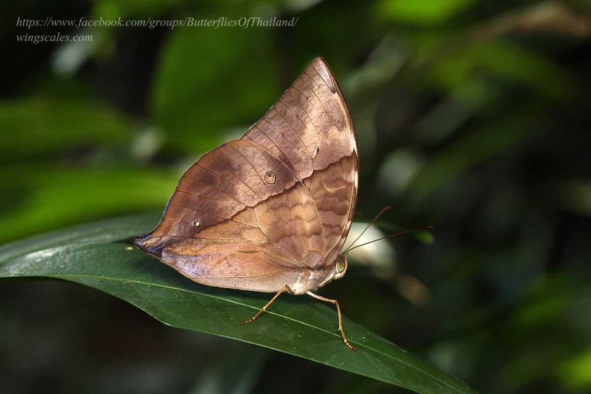 Zeuxidia doubledayi doubledayi : Scarce Saturn / ผีเสื้อพระเสาร์ดับเบิ้ลเดย์