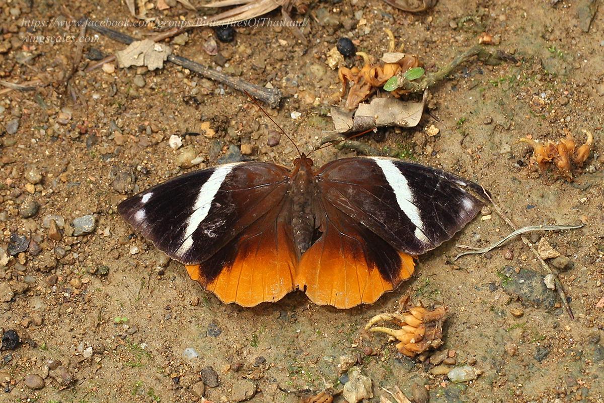 Thauria aliris pseudaliris : Tufted Jungleking / ผีเสื้อเจ้าป่าปีกพู่