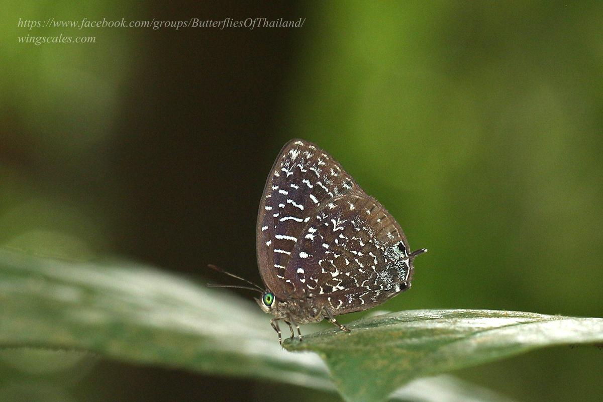 Arhopala democritus democritus : White-dot Oakblue / ผีเสื้อฟ้าไม้ก่อกระขาว