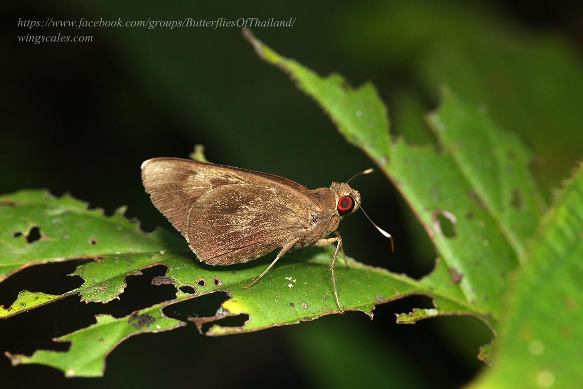 Erionota acroleuca apicalis : White-tipped Skipper / ผีเสื้อบินเร็วใหญ่ปลายปีกขาว