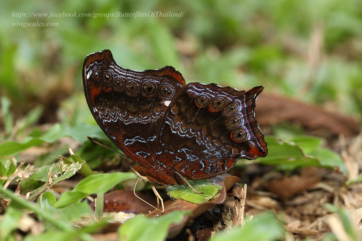 Rhinopalpa polynice eudoxia : Wizard / ผีเสื้อพ่อมด