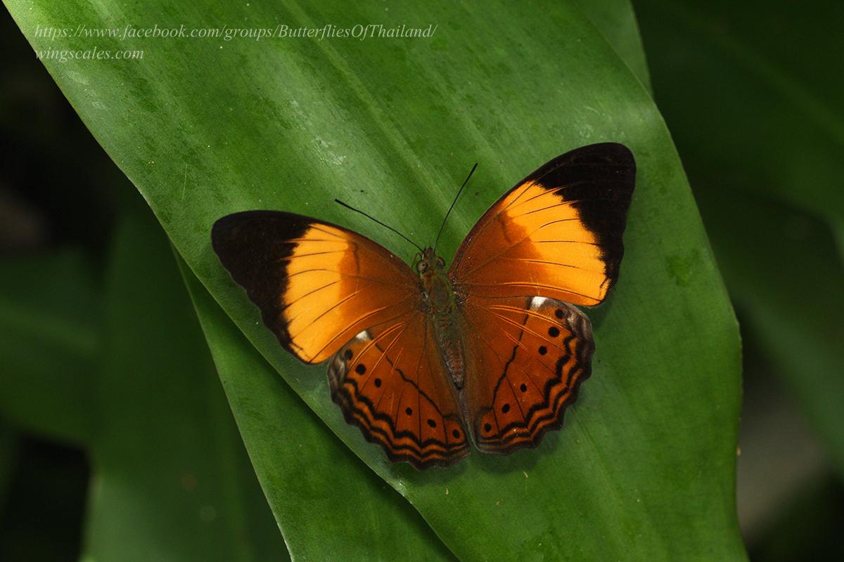 Cirrochroa orissa orissa : Yellow-banded Yeoman / ผีเสื้อสีอิฐแถบเหลือง