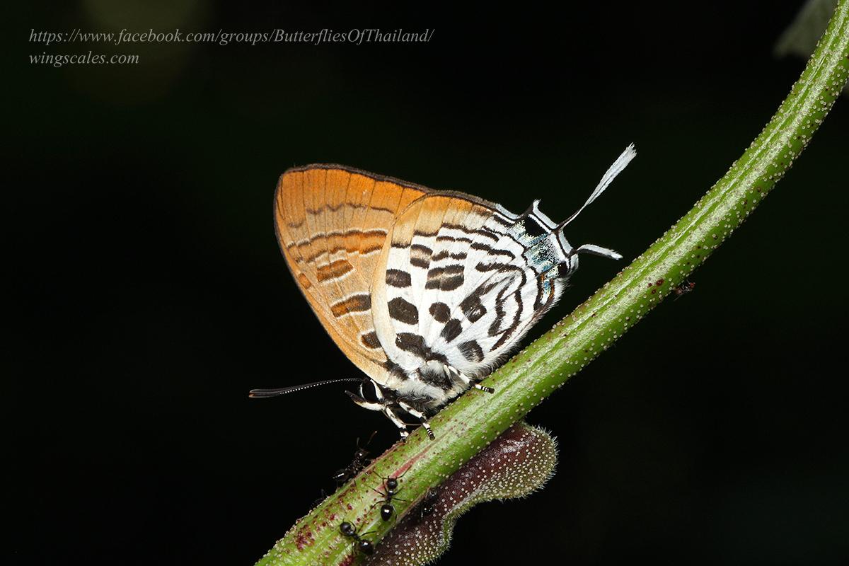 Drupadia theda renonga : Dark Posy / ผีเสื้อแต้มแสดสีคล้ำ