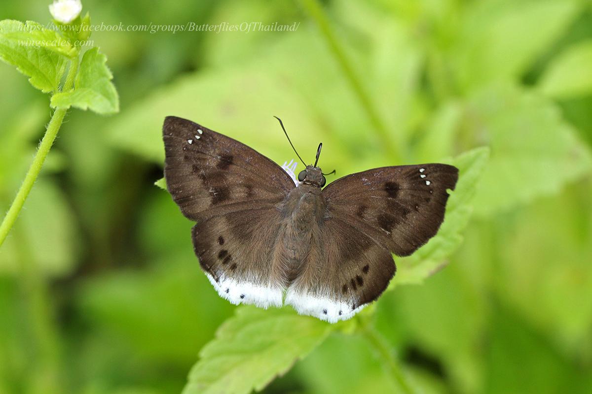 Tagiades gana gana : Large Snow Flat / ผีเสื้อป้ายขาวใหญ่