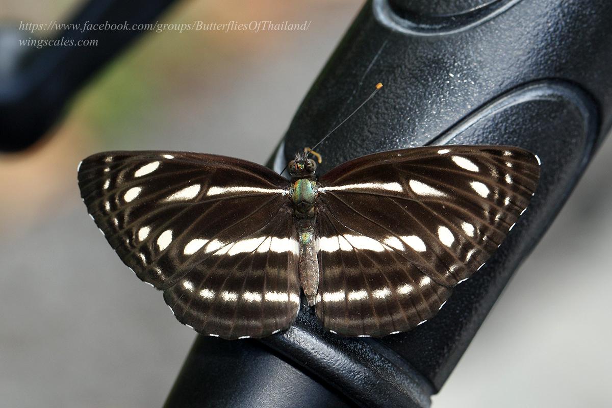 Neptis nata gononata : Sullied Brown Sailor / ผีเสื้อกะลาสีตาลใต้เรียบ