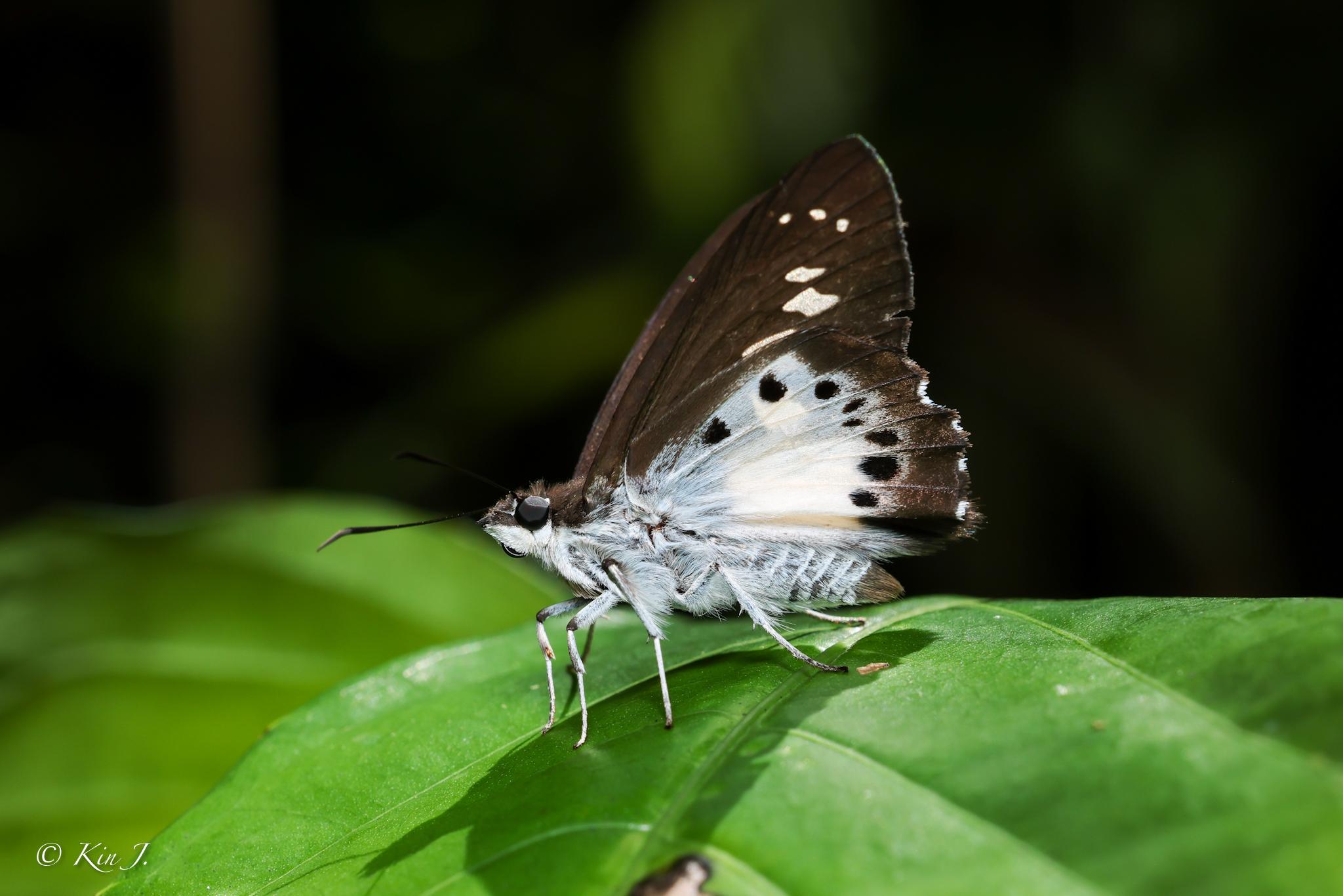 Seseria strigata : Evans’s White Flat / ผีเสื้อท้ายขาวใหญ่ตัวปล้อง