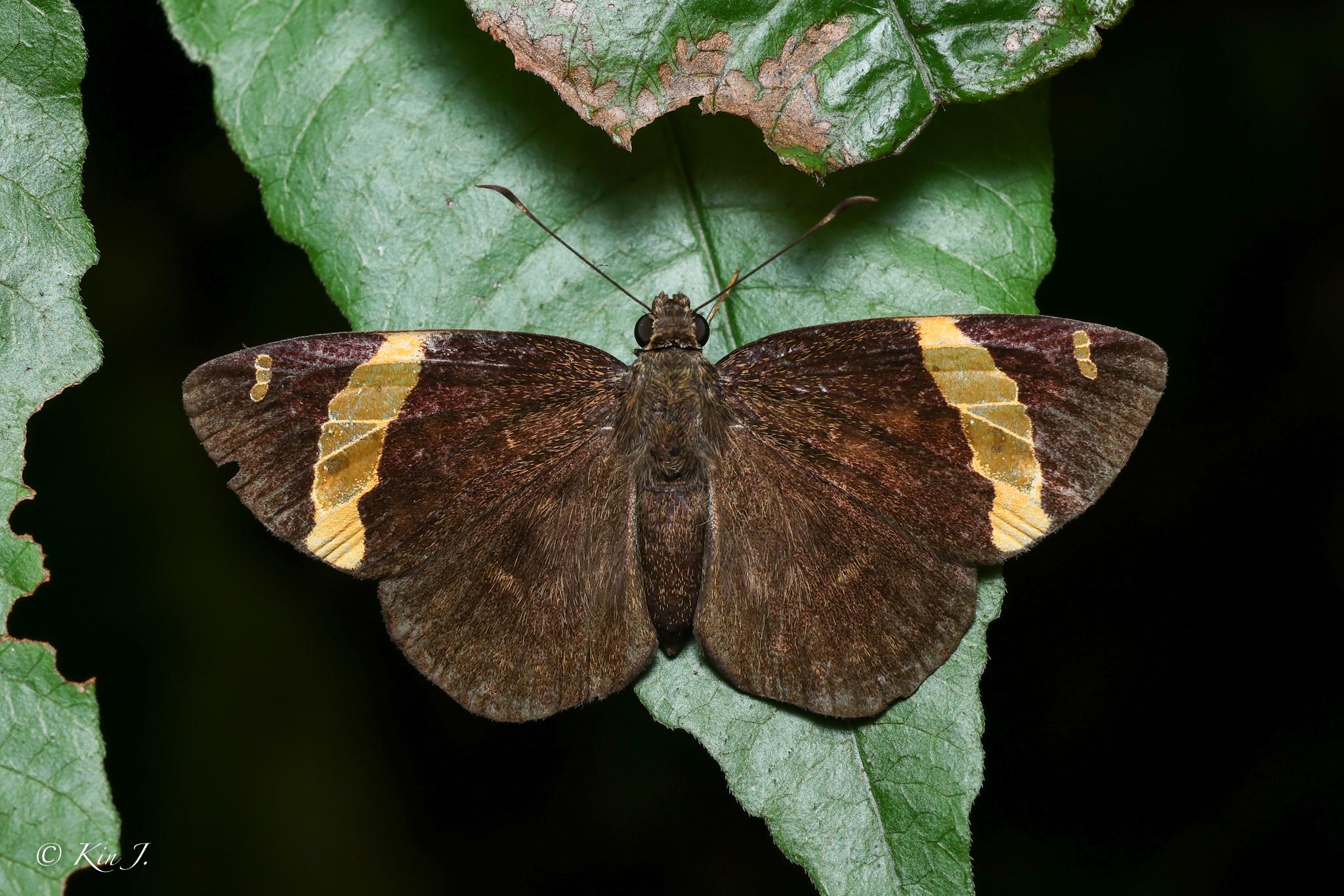 Celaenorrhinus aurivittata : Dark Yellow-banded Flat / ผีเสื้อปีกราบแถบทองสีคล้ำ