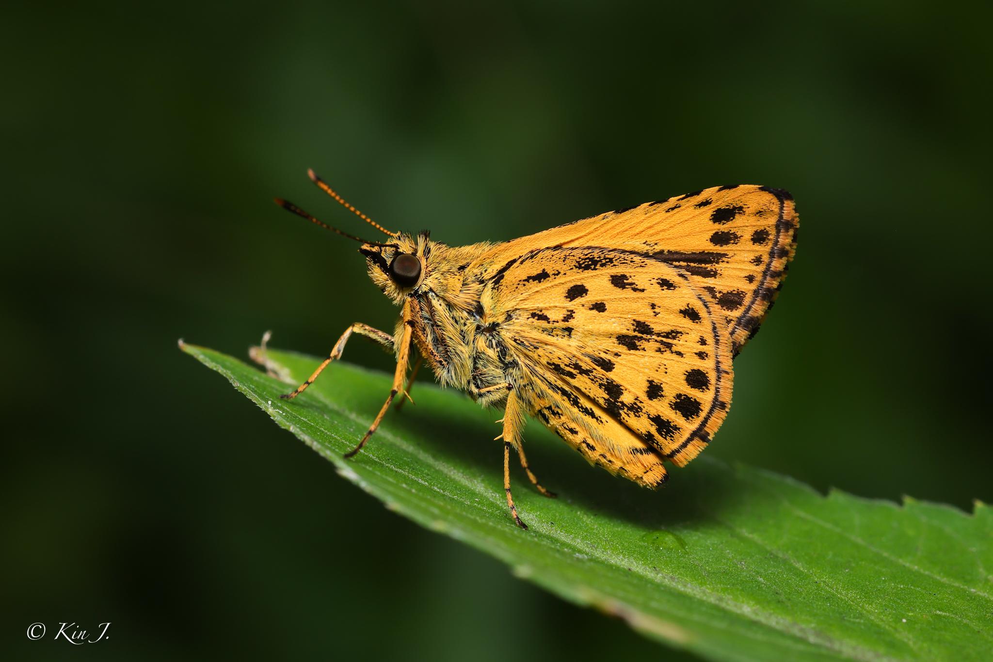 Ampittia maroides : Banded Bush Hopper / ผีเสื้อจิ๋วป่าพุ่มแถบ