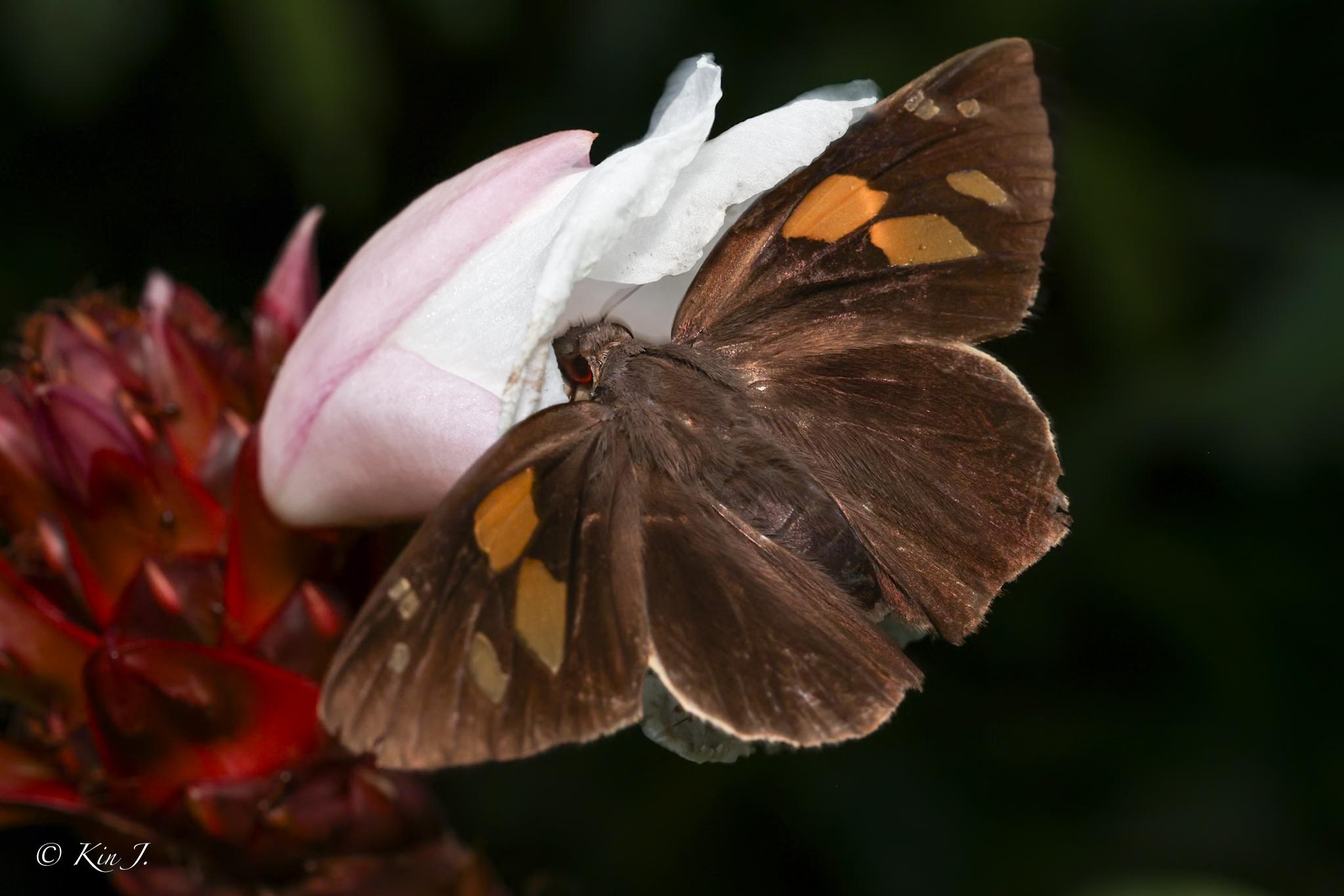 Gangara thyrsis thyrsis : Giant Redeye / ผีเสื้อหนอนม้วนใบมะพร้าว