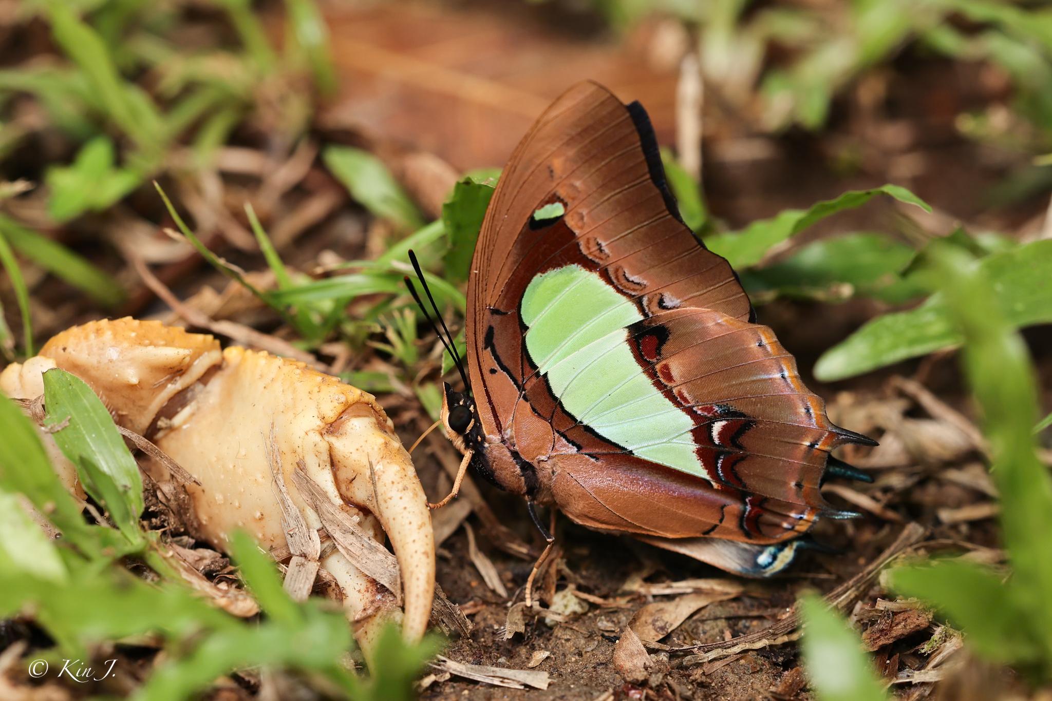 Polyura hebe chersonesus : Southern Nawab / ผีเสื้อม้าเขียวถิ่นใต้