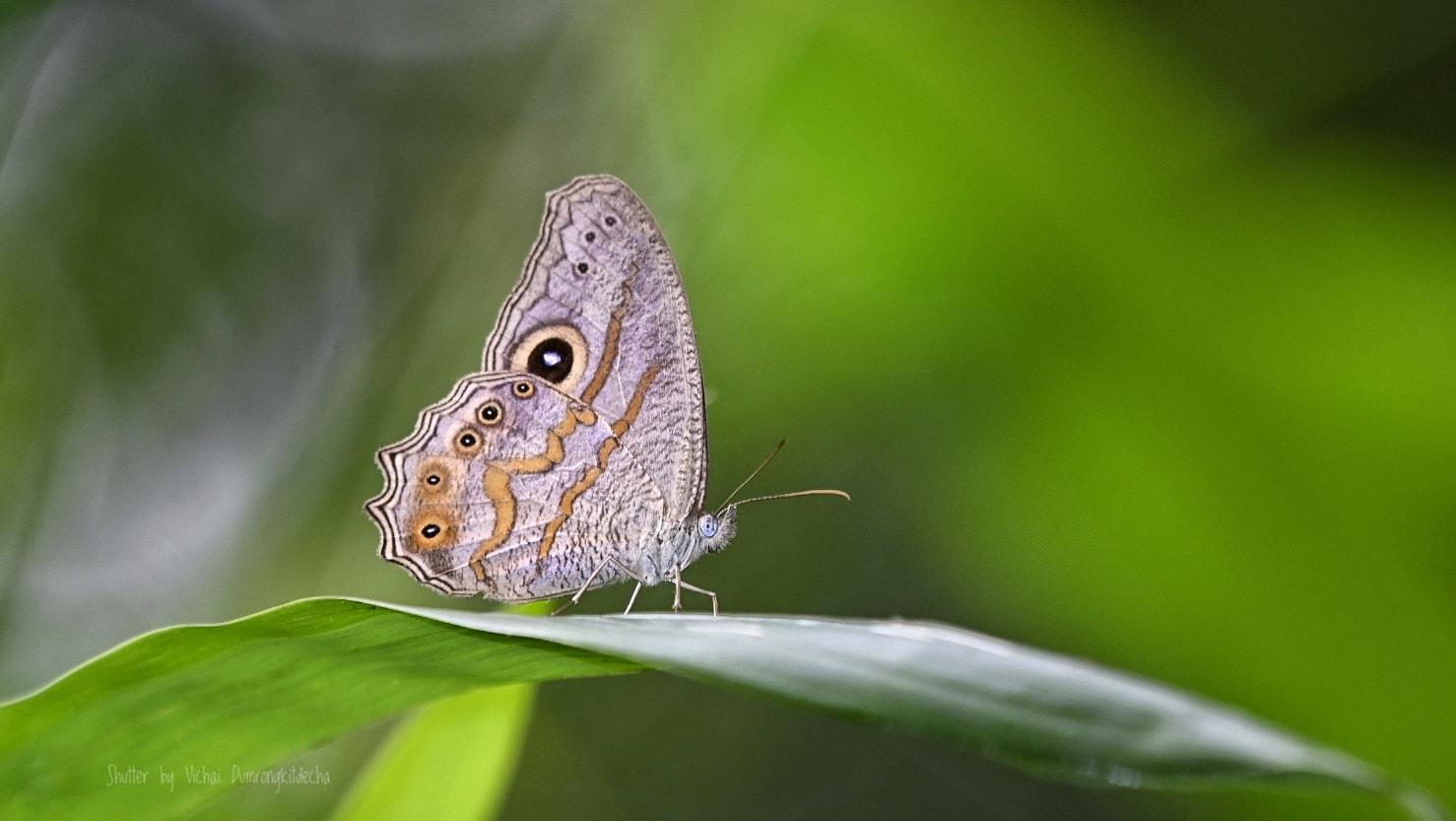 Erites medura rotundata : Curved Cyclops / ผีเสื้อปีกใสจุดตาลายโค้ง