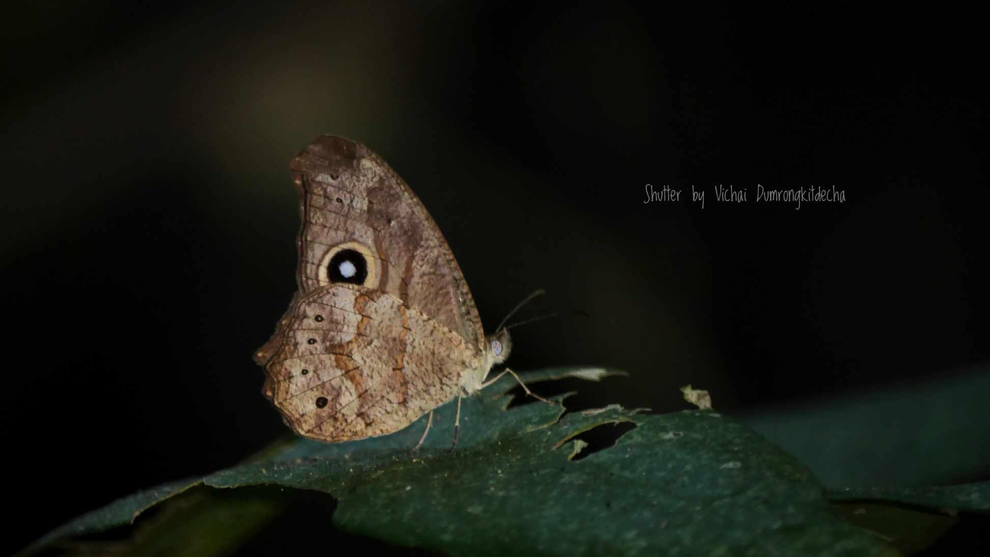 Erites falcipennis falcipennis : Common Cyclops / ผีเสื้อปีกใสจุดตาธรรมดา