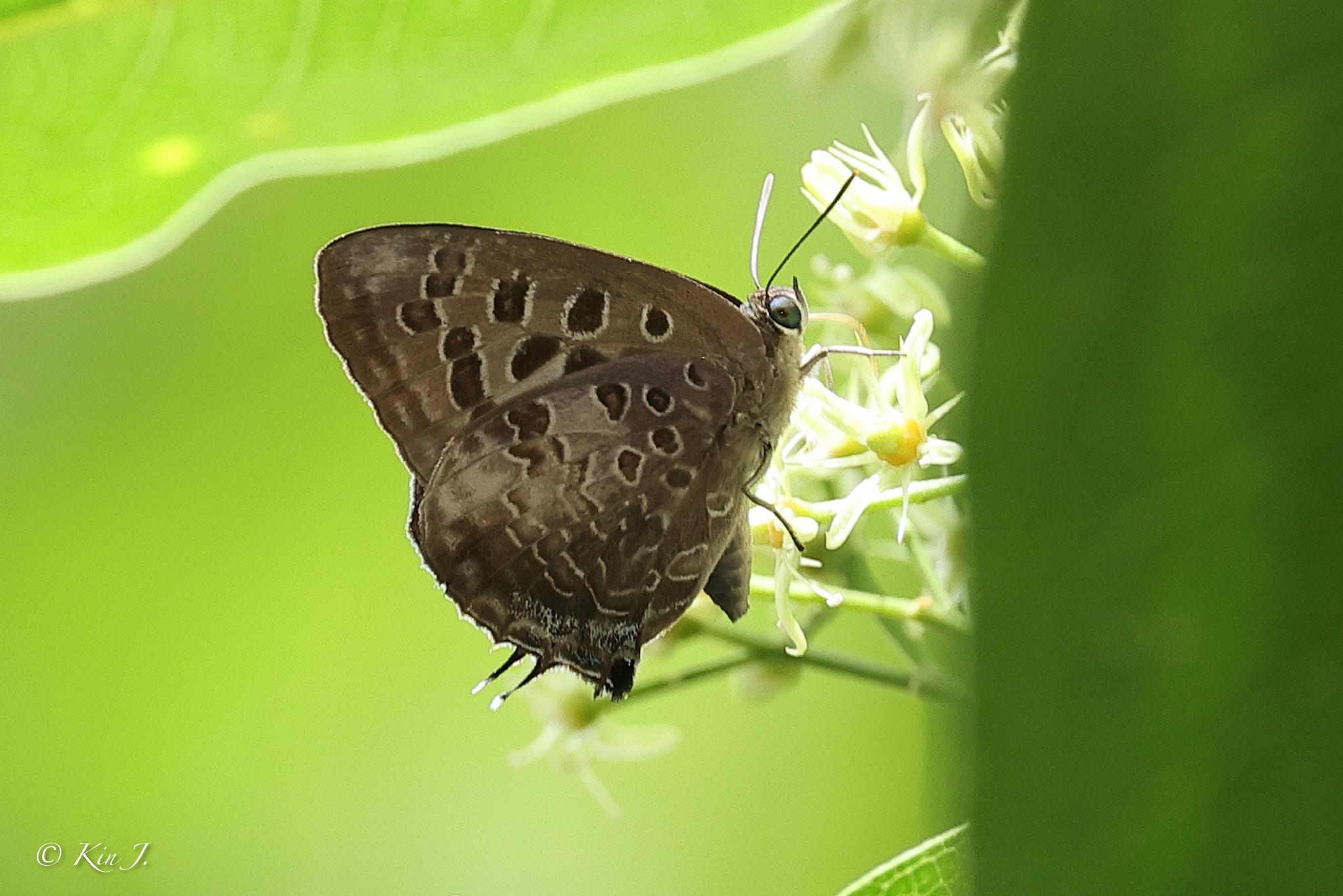 Arhopala hellenore hellenore : Pointed Green Oakblue / ผีเสื้อฟ้าไม้ก่อเขียวปีกแหลม