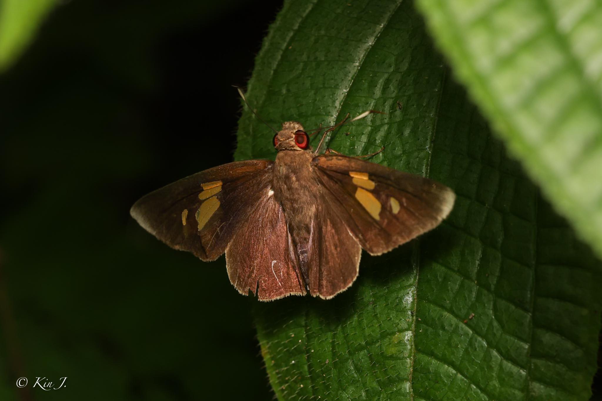 Erionota acroleuca apicalis : White-tipped Skipper / ผีเสื้อบินเร็วใหญ่ปลายปีกขาว