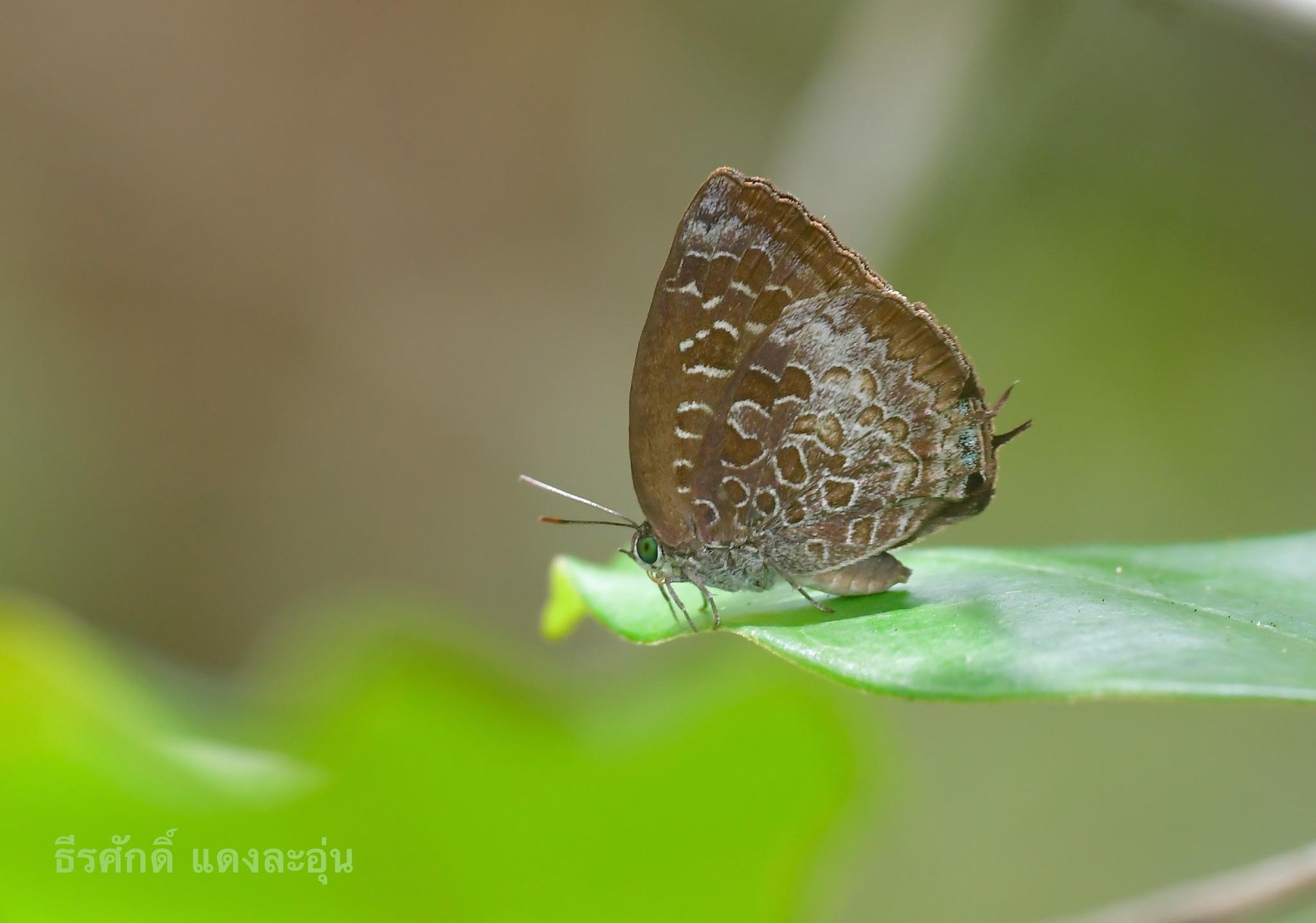 Arhopala bazaloides bazaloides : Tamil Oakblue / ผีเสื้อฟ้าไม้ก่อทมิฬ