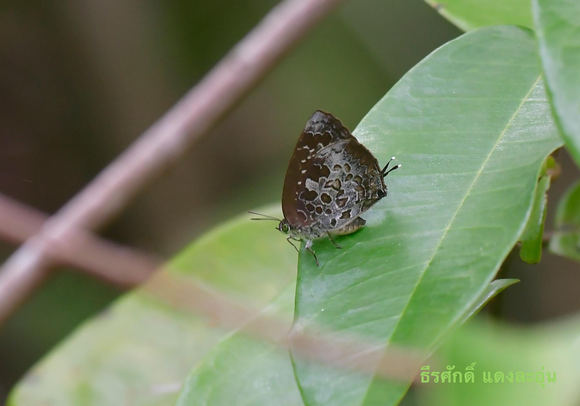 Arhopala bazaloides bazaloides : Tamil Oakblue / ผีเสื้อฟ้าไม้ก่อทมิฬ