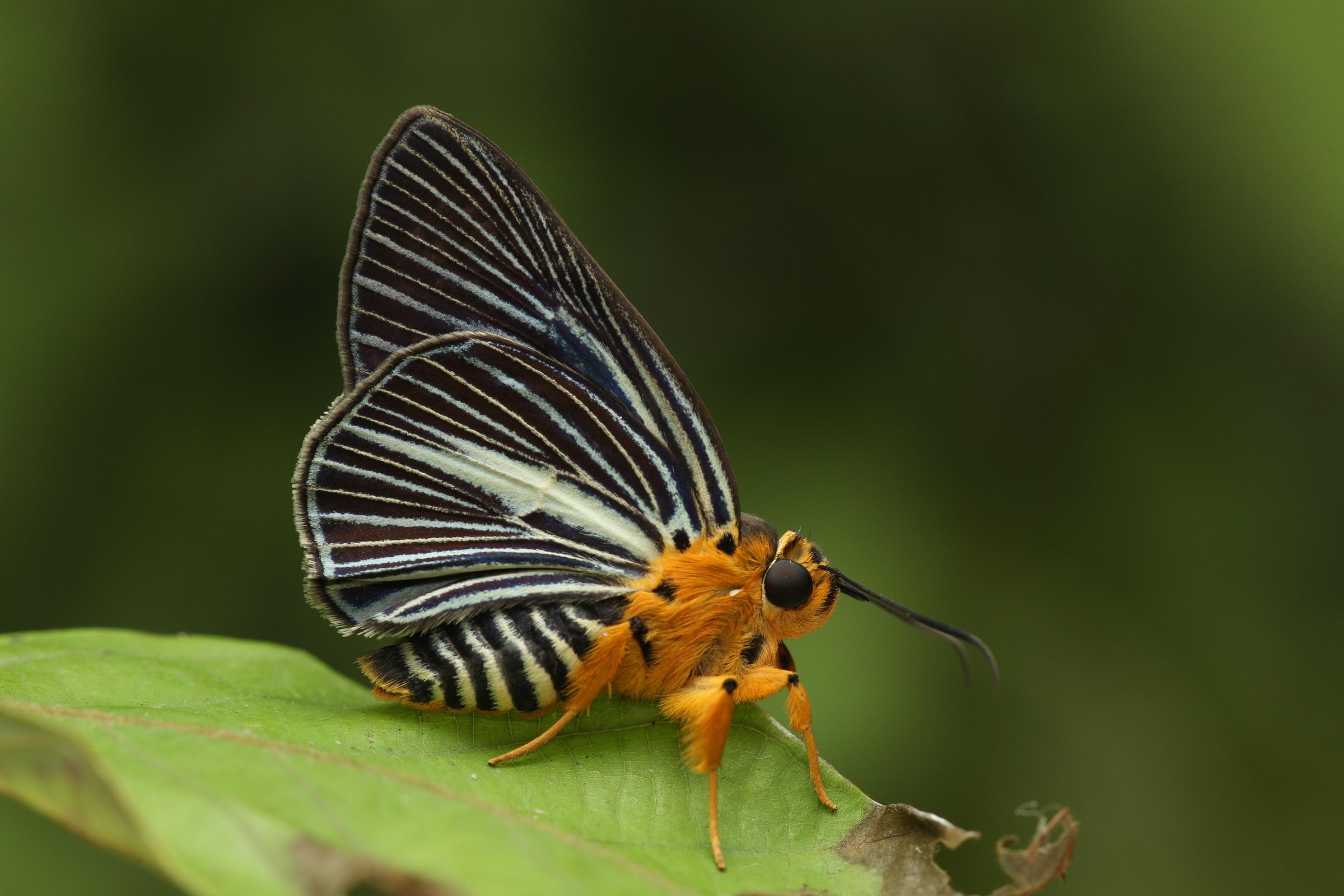 Burara gomata lalita : Pale Green Awlet / ผีเสื้อหน้าเข็มปีกมนจาง