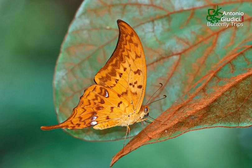 Meandrusa payeni ciminius : Yellow Gorgon / ผีเสื้อหางดาบปีกโค้ง