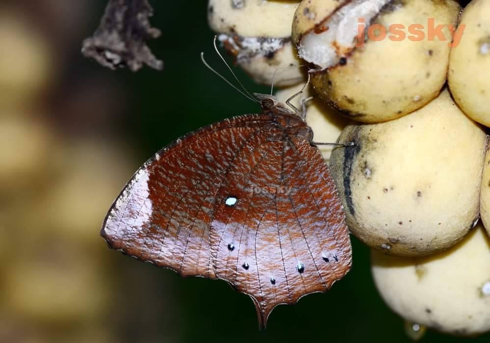 Elymnias obnubila : Chestnut Palmfly / ผีเสื้อหนอนมะพร้าวขอบตาล