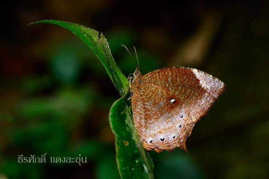 Elymnias obnubila : Chestnut Palmfly / ผีเสื้อหนอนมะพร้าวขอบตาล