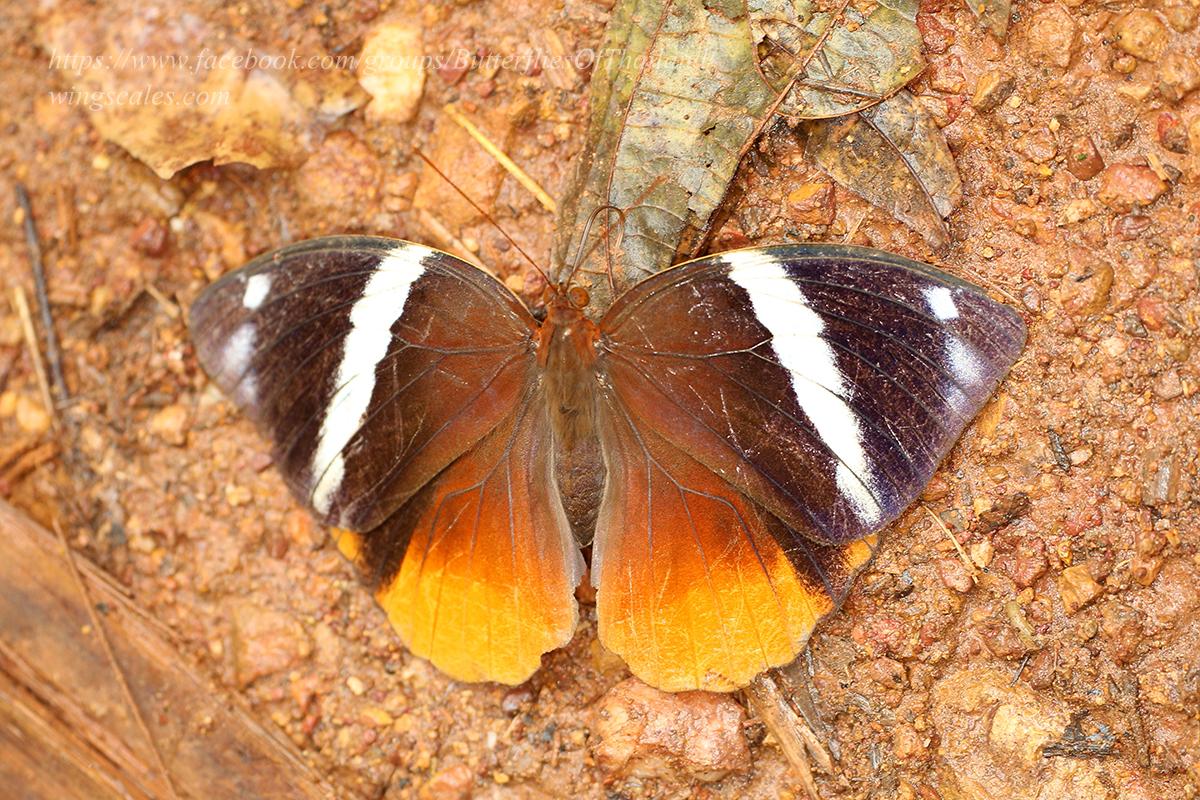 Thauria aliris pseudaliris : Tufted Jungleking / ผีเสื้อเจ้าป่าปีกพู่