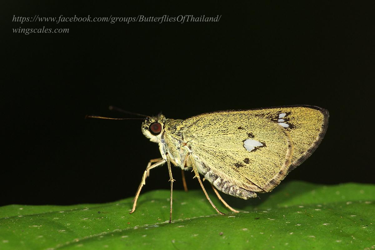 Scobura phiditia : Malay Forest Bob / ผีเสื้อจิ๋วดงมลายู