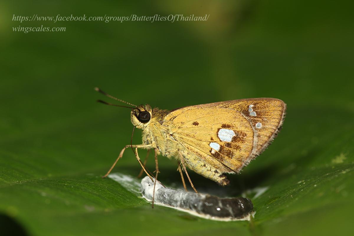 Scobura isota : Swinhoe’s Forest Bob / ผีเสื้อจิ๋วดงสวินโฮร์