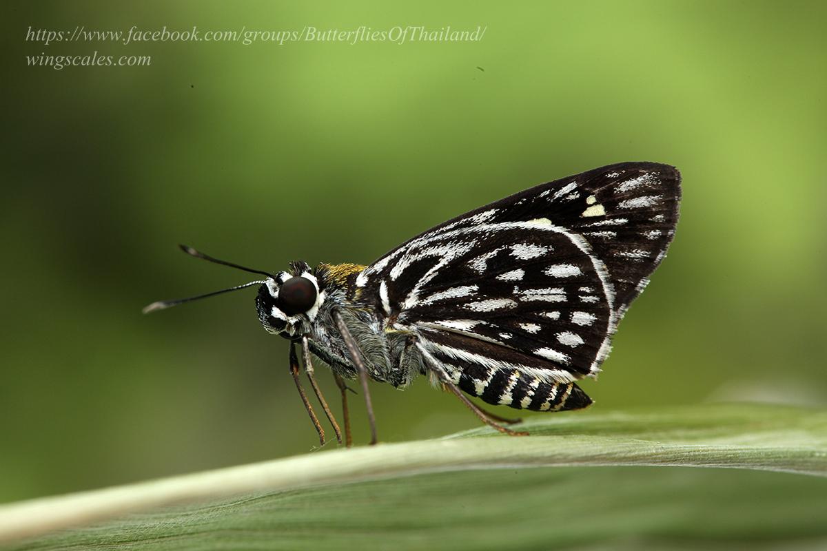 Plastingia naga : Silver-spot Lancer / ผีเสื้อบินเร็วลายใต้จุดเงิน