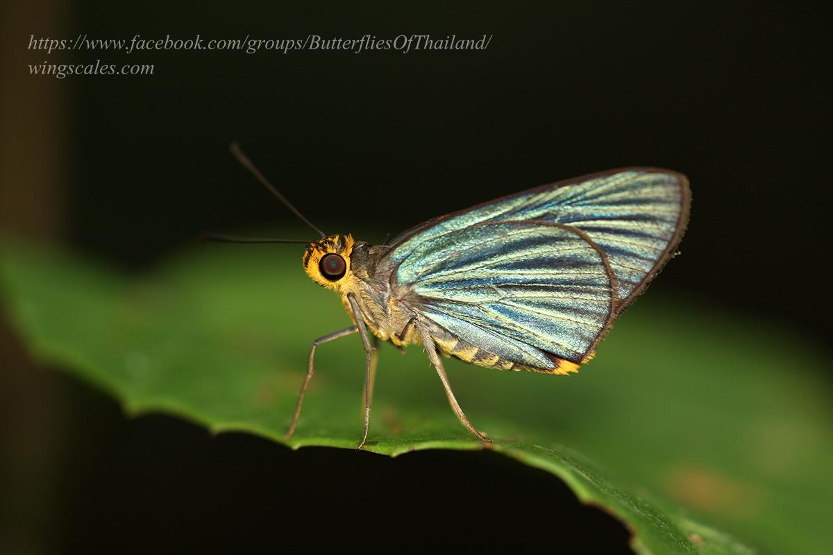 Pirdana hyela rudolphii : Green-striped Palmer / ผีเสื้อปาล์มลายเขียว