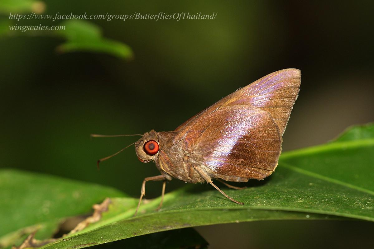 Gangara lebadea lebadea : Banded Redeye / ผีเสื้อตาแดงคาดขาว