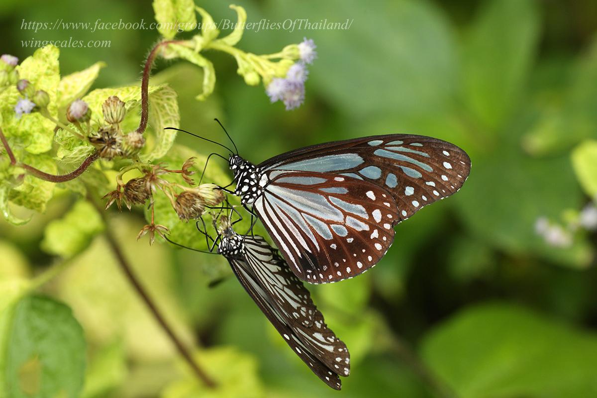 Parantica melaneus : Chocolate Tiger / ผีเสื้อลายเสือสีตาล