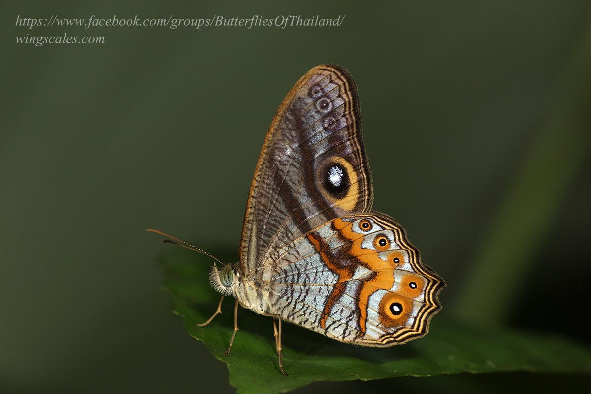 Erites angularis angularis : Angle Cyclops / ผีเสื้อปีกใสจุดตาลายหัก