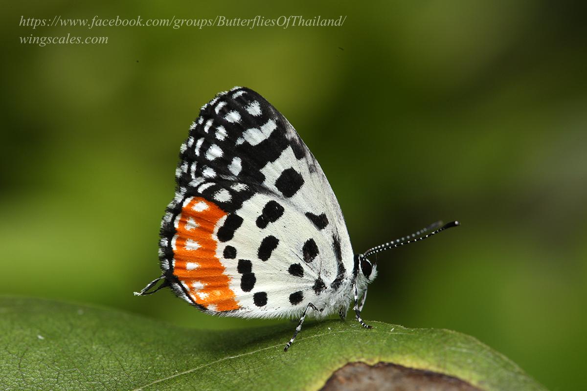 Talicada nyseus macbethi : Common Red Pierrot / ผีเสื้อกามเทพแดงธรรมดา