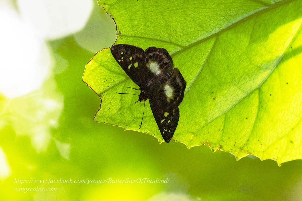 Gerosis limax dirae : Black and White Flat / ผีเสื้อปีกราบขาวดำ