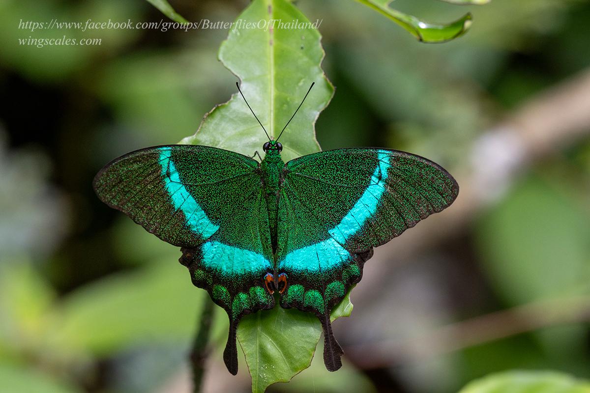 Papilio palinurus palinurus : Banded Peacock / ผีเสื้อหางติ่งสะพายเขียว