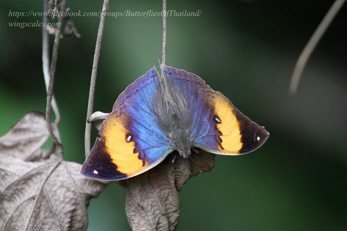 Kallima incognita : Broad-banded Oakleaf / ผีเสื้อใบไม้ใหญ่แถบกว้าง