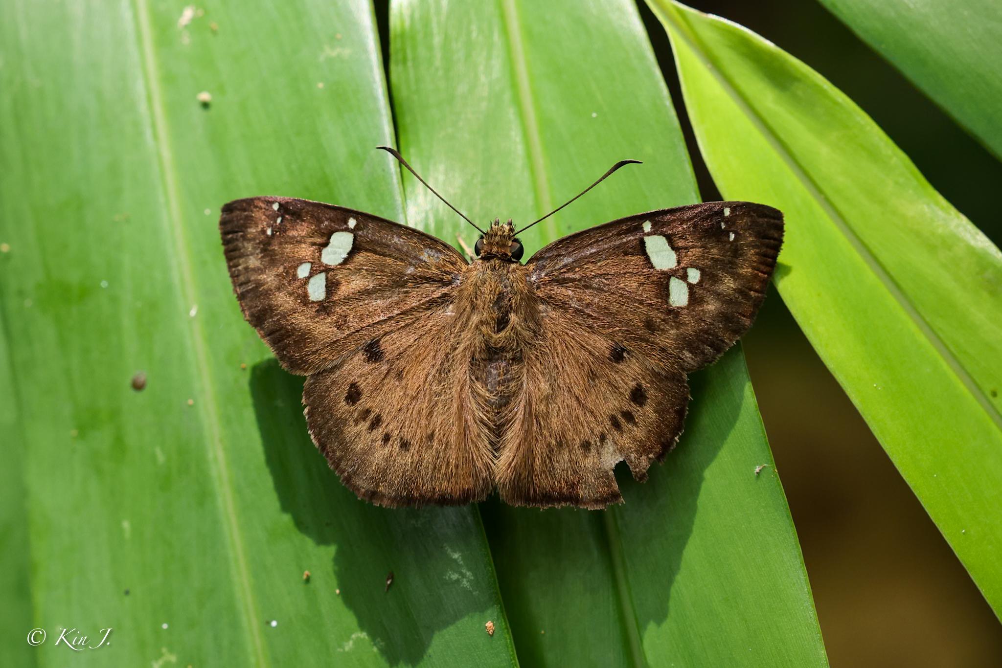 Coladenia agni sundae : Conjoin-spotted Pied Flat / ผีเสื้อลายด่างจุดเชื่อม (สีตาล)