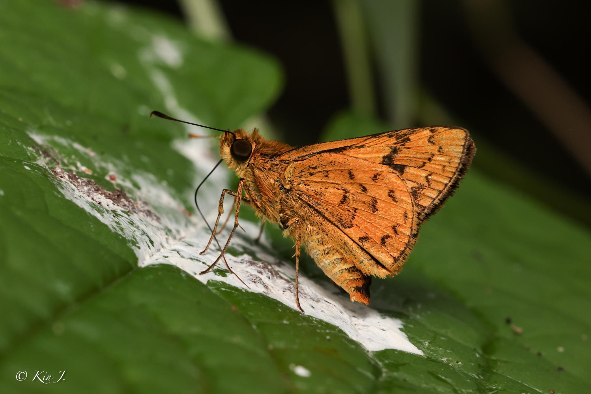 Potanthus rectifasciatus : Oblique-branded Dart / ผีเสื้อหนอนหญ้าแถบเพศเฉียง