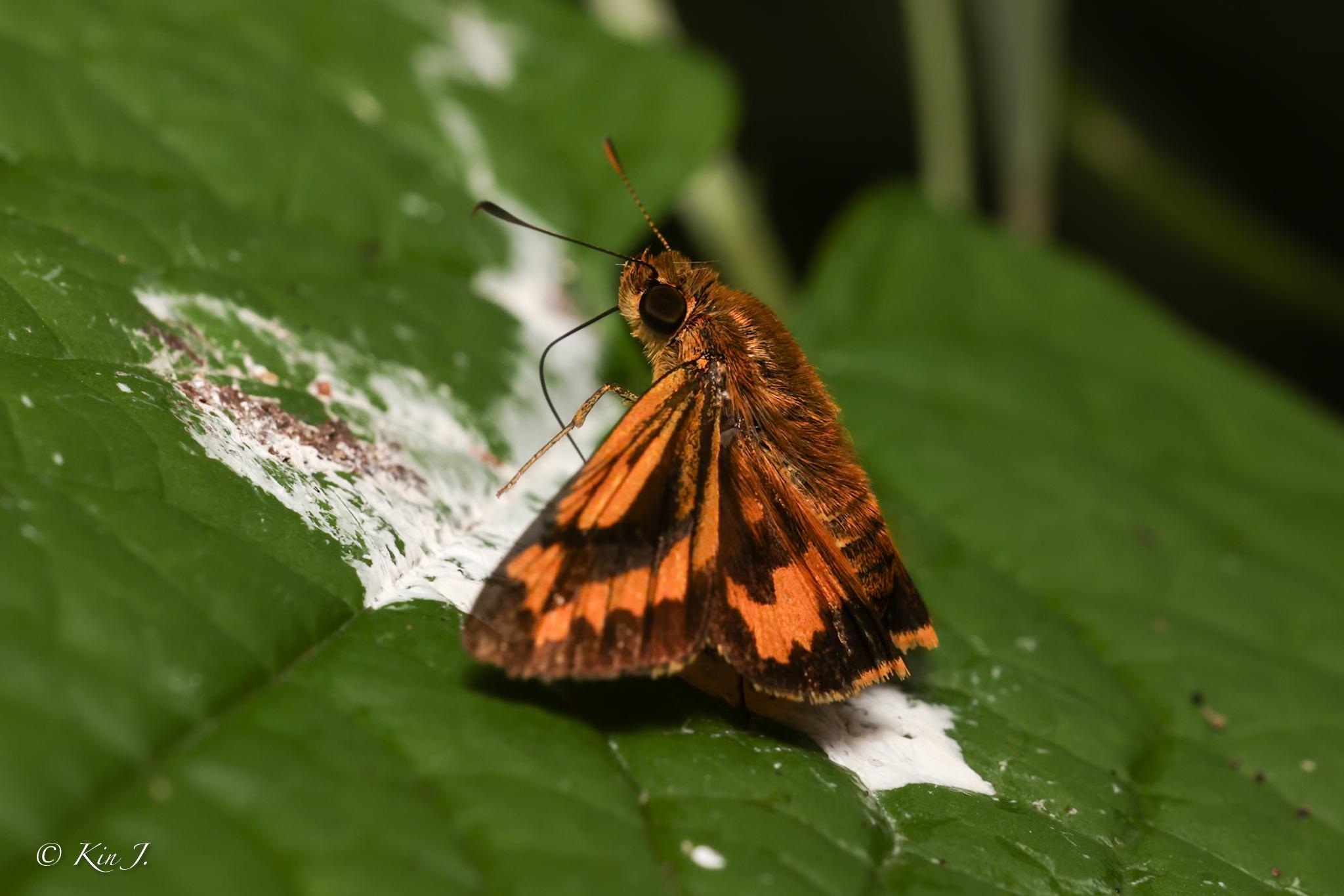 Potanthus rectifasciatus : Oblique-branded Dart / ผีเสื้อหนอนหญ้าแถบเพศเฉียง