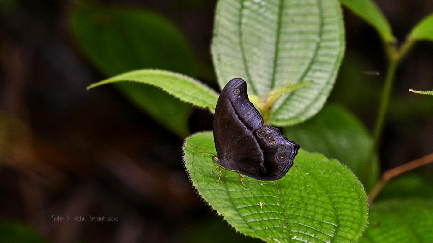 Coelites epiminthia epiminthia : Straight-banded Catseye / ผีเสื้อตาแมวแถบตรง (ตาแมวมลายู)